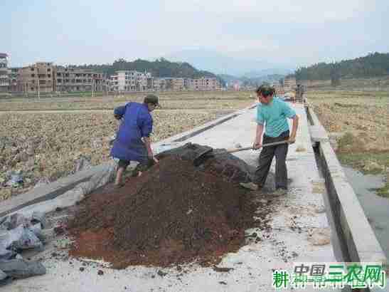 茼蒿种植前如何整地(茼蒿种植前如何整地种植)